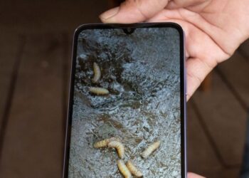 Se elevan a 149 los contagios de miasis por gusano barrenador en el país