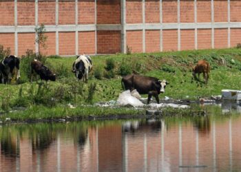 Confirman casi 30 casos de gusano barrenador en Edomex durante enero