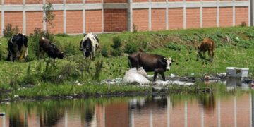 Confirman casi 30 casos de gusano barrenador en Edomex durante enero