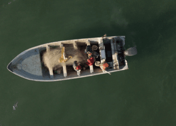 Alertan ambientalistas: recorte de zonas protegidas pone en riesgo extremo a la vaquita marina