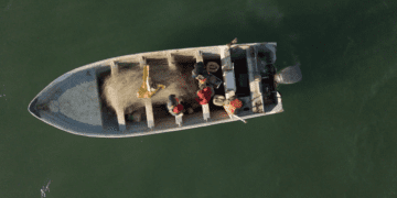 Alertan ambientalistas: recorte de zonas protegidas pone en riesgo extremo a la vaquita marina