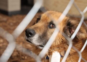 Detectan infestación por gusano barrenador en mascotas de Acapulco; llaman a reforzar vigilancia