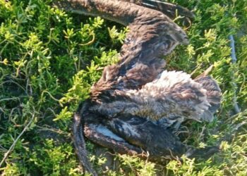 Investigan fallecimiento de más de 180 pelícanos en Baja California Sur